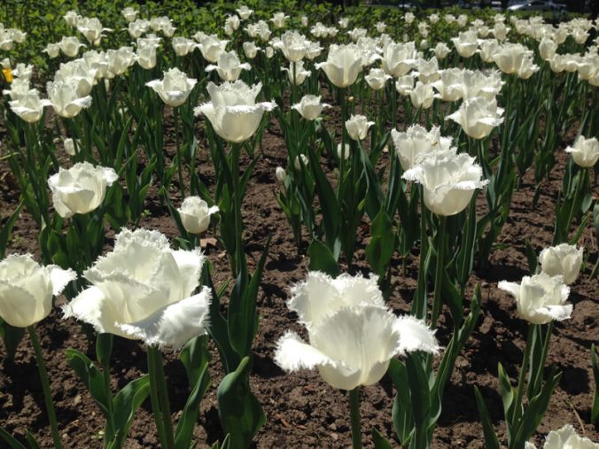 tulipanesblancos